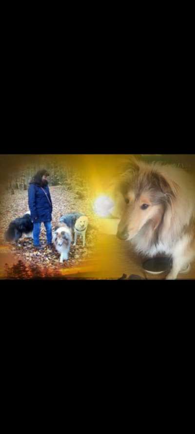 Collies gesucht-Beitrag-Bild