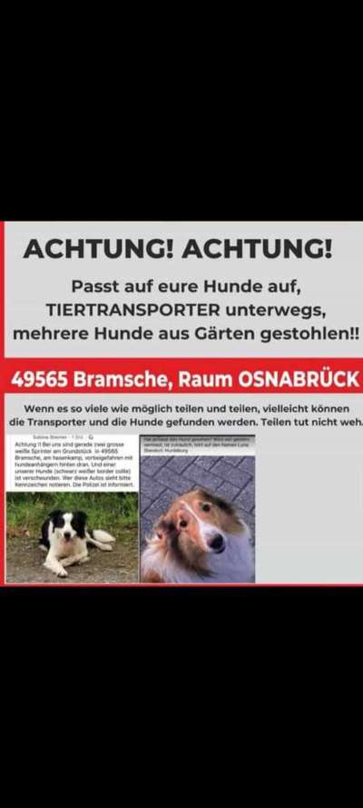 Collies gesucht-Beitrag-Bild