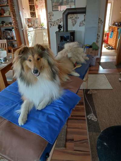 Collies gesucht-Beitrag-Bild