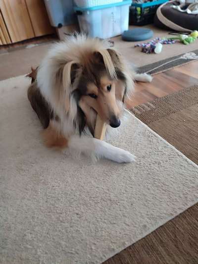 Collies gesucht-Beitrag-Bild