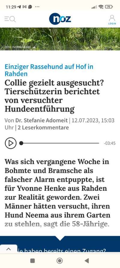 Collies gesucht-Beitrag-Bild