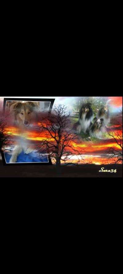 Collies gesucht-Beitrag-Bild