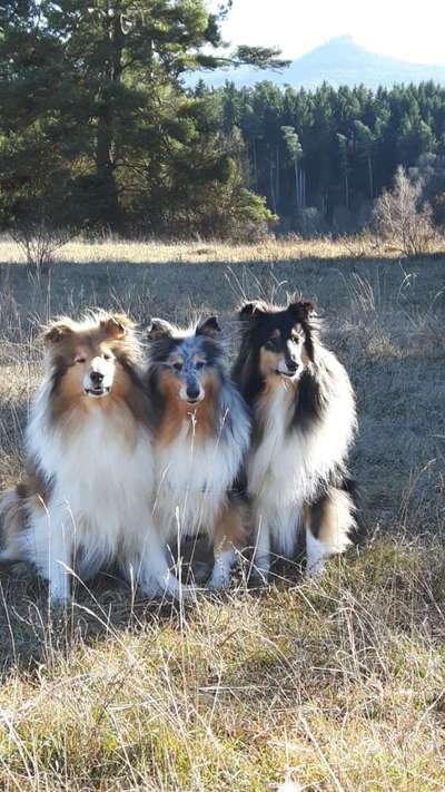 Collies gesucht-Beitrag-Bild