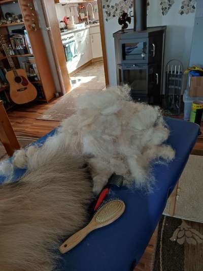 Collies gesucht-Beitrag-Bild