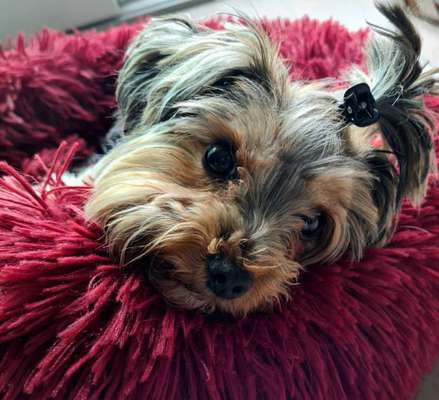 Hundetreffen-Bella möchte gerne mit kleinen Junghunden Gassi gehen-Bild