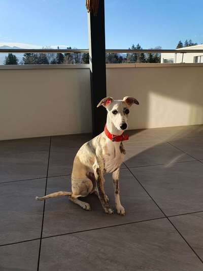 Windhunde - Treffen der besonderen Schönheiten
HERZLICH WILLKOMMEN-Beitrag-Bild