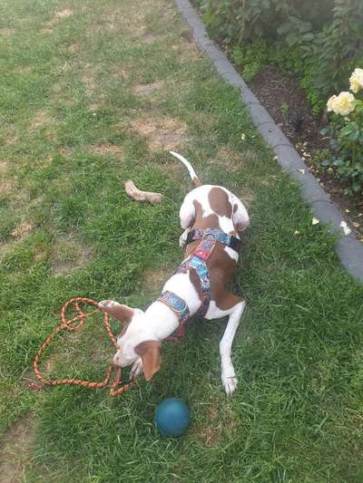 Windhunde - Treffen der besonderen Schönheiten
HERZLICH WILLKOMMEN-Beitrag-Bild