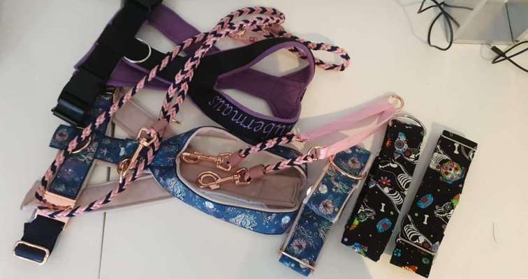 Windhunde - Treffen der besonderen Schönheiten
HERZLICH WILLKOMMEN-Beitrag-Bild