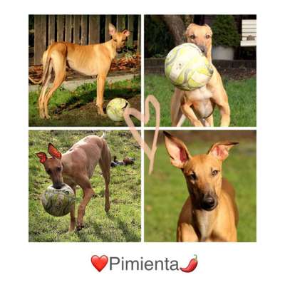 Windhunde - Treffen der besonderen Schönheiten
HERZLICH WILLKOMMEN-Beitrag-Bild