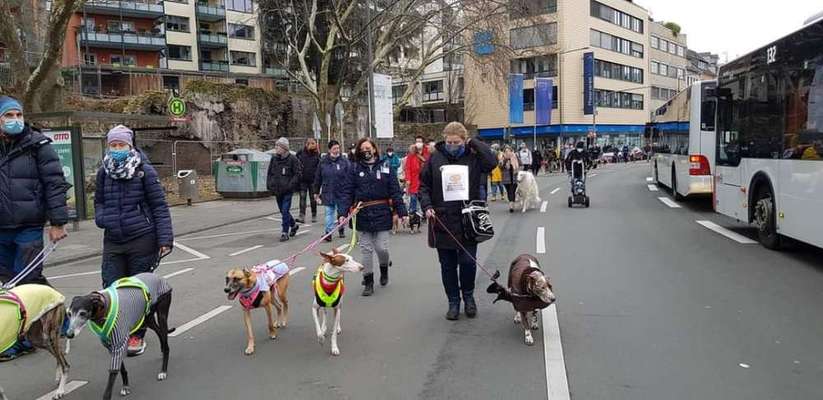 Windhunde - Treffen der besonderen Schönheiten
HERZLICH WILLKOMMEN-Beitrag-Bild