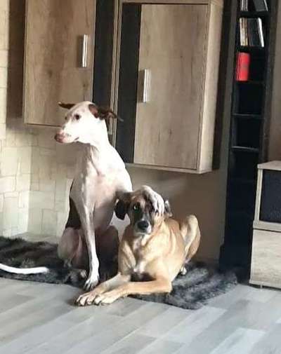 Die Dogorama Wochen Challenge "Friends will be Friends"-Beitrag-Bild