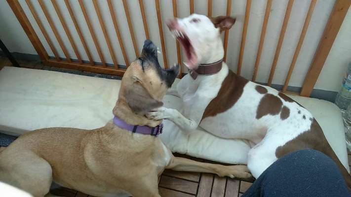 Hier ist der Spaßthread. Zum Schmunzeln und Kaputtlachen-Beitrag-Bild