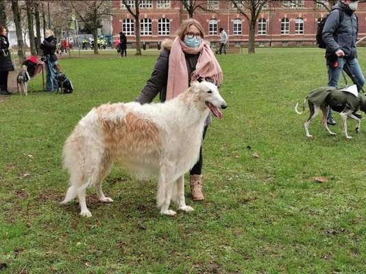 Windhunde - Treffen der besonderen Schönheiten
HERZLICH WILLKOMMEN-Beitrag-Bild