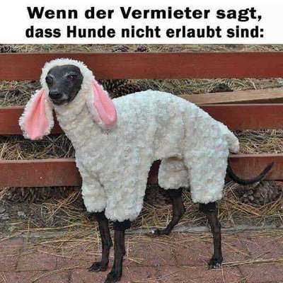 Windhunde - Treffen der besonderen Schönheiten
HERZLICH WILLKOMMEN-Beitrag-Bild