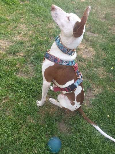 Tierschutzhund ist meine Lieblingsrasse-Beitrag-Bild