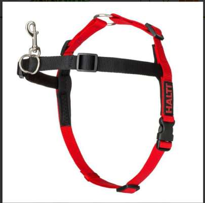 "Halti - No Pull" Trainigsgeschirr-Beitrag-Bild