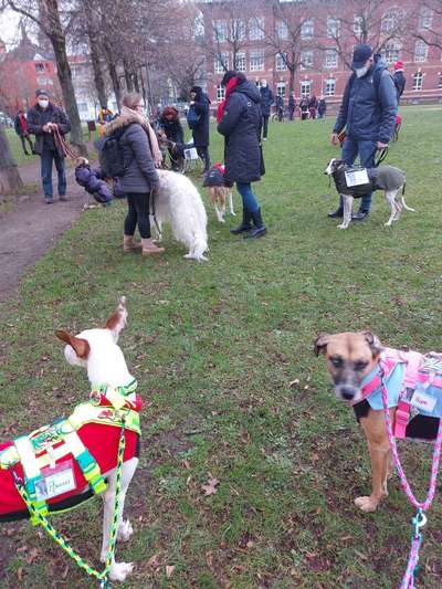 Windhunde - Treffen der besonderen Schönheiten
HERZLICH WILLKOMMEN-Beitrag-Bild