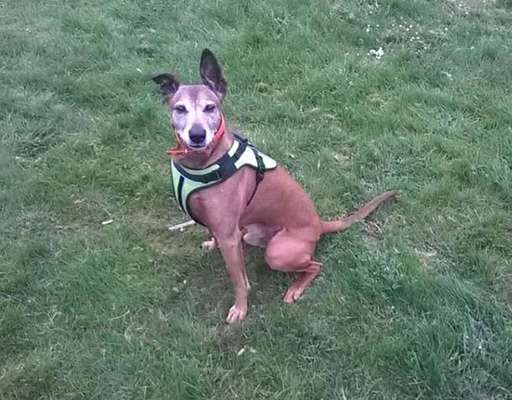 Tierschutzhund ist meine Lieblingsrasse-Beitrag-Bild