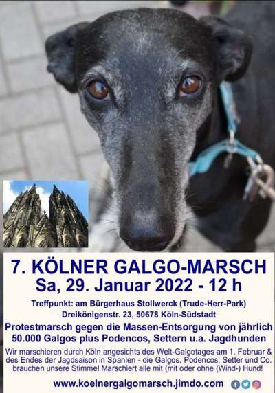 Windhunde - Treffen der besonderen Schönheiten
HERZLICH WILLKOMMEN-Beitrag-Bild