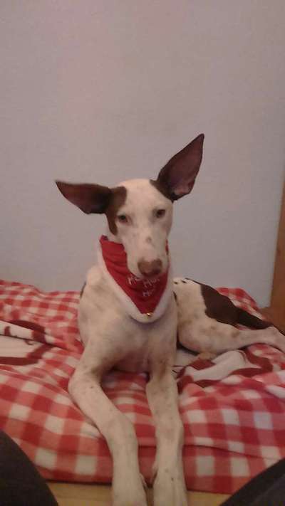 Tierschutzhund ist meine Lieblingsrasse-Beitrag-Bild