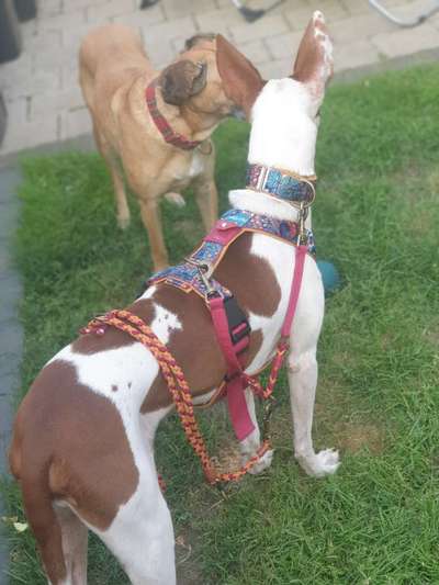 Windhunde - Treffen der besonderen Schönheiten
HERZLICH WILLKOMMEN-Beitrag-Bild