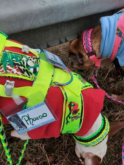 Windhunde - Treffen der besonderen Schönheiten
HERZLICH WILLKOMMEN-Beitrag-Bild