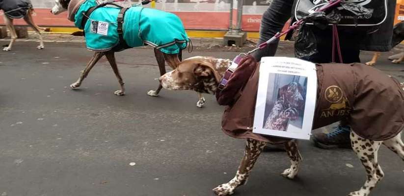 Windhunde - Treffen der besonderen Schönheiten
HERZLICH WILLKOMMEN-Beitrag-Bild