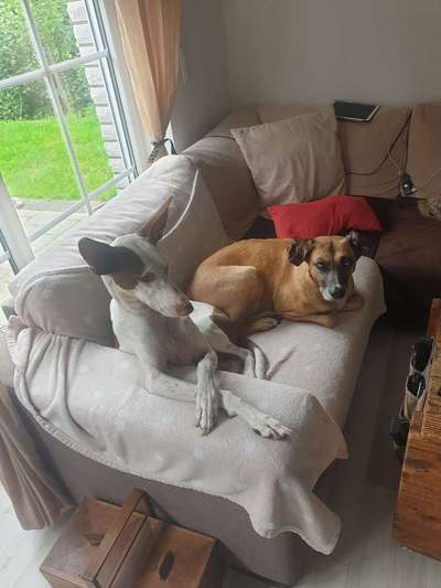 Windhunde - Treffen der besonderen Schönheiten
HERZLICH WILLKOMMEN-Beitrag-Bild