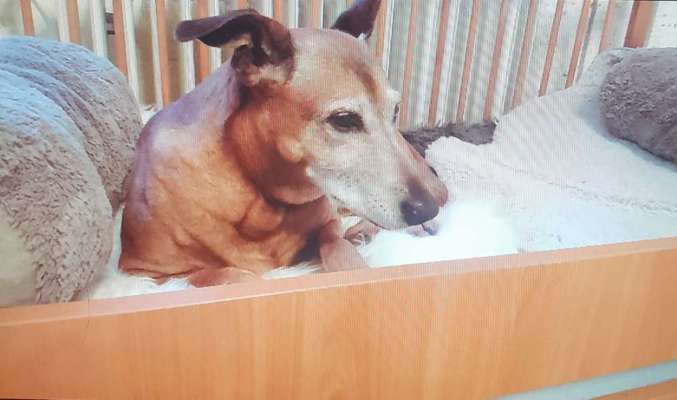 Tierschutzhund ist meine Lieblingsrasse-Beitrag-Bild