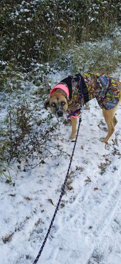 Windhunde - Treffen der besonderen Schönheiten
HERZLICH WILLKOMMEN-Beitrag-Bild