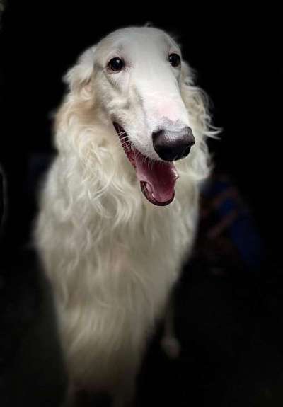 Windhunde - Treffen der besonderen Schönheiten
HERZLICH WILLKOMMEN-Beitrag-Bild