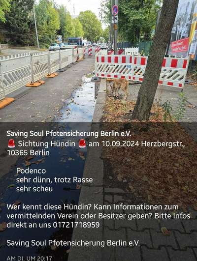 Windhunde - Treffen der besonderen Schönheiten
HERZLICH WILLKOMMEN-Beitrag-Bild