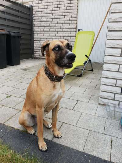 Windhundtreffen - PLZ-Beitrag-Bild