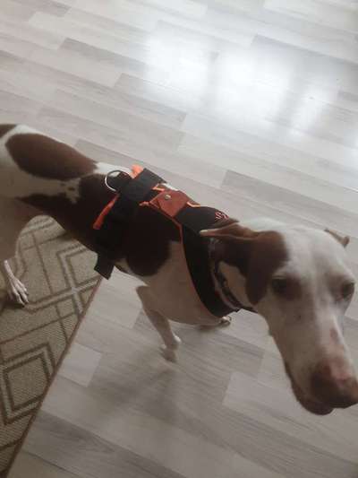 Windhunde - Treffen der besonderen Schönheiten
HERZLICH WILLKOMMEN-Beitrag-Bild