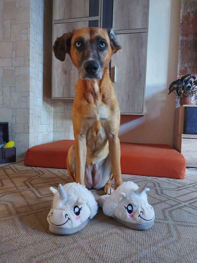 Windhunde - Treffen der besonderen Schönheiten
HERZLICH WILLKOMMEN-Beitrag-Bild