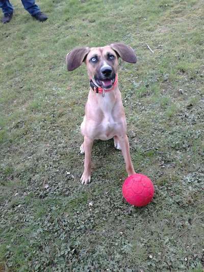 Tierschutzhund ist meine Lieblingsrasse-Beitrag-Bild