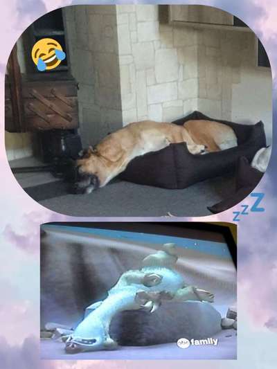 Windhunde - Treffen der besonderen Schönheiten
HERZLICH WILLKOMMEN-Beitrag-Bild