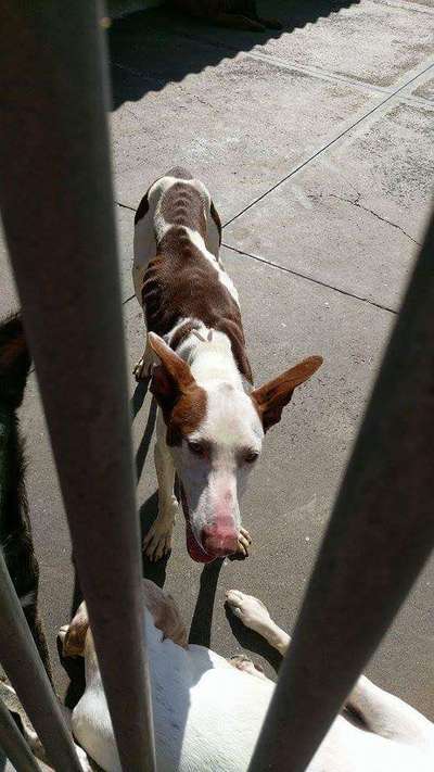 Windhunde - Treffen der besonderen Schönheiten
HERZLICH WILLKOMMEN-Beitrag-Bild