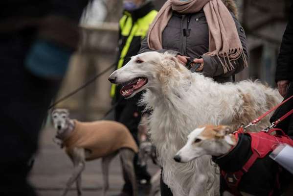 Windhunde - Treffen der besonderen Schönheiten
HERZLICH WILLKOMMEN-Beitrag-Bild