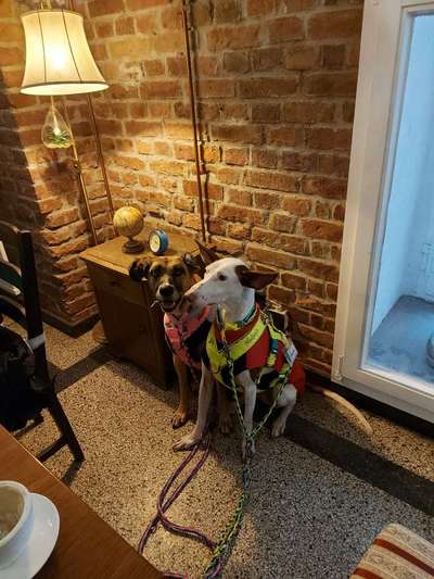 Windhunde - Treffen der besonderen Schönheiten
HERZLICH WILLKOMMEN-Beitrag-Bild