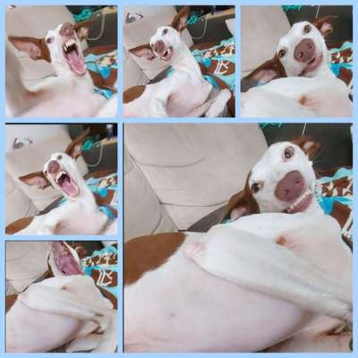 Windhunde - Treffen der besonderen Schönheiten
HERZLICH WILLKOMMEN-Beitrag-Bild