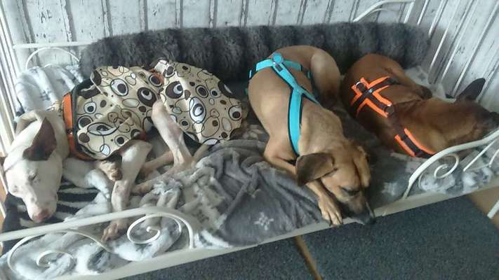 Windhunde - Treffen der besonderen Schönheiten
HERZLICH WILLKOMMEN-Beitrag-Bild