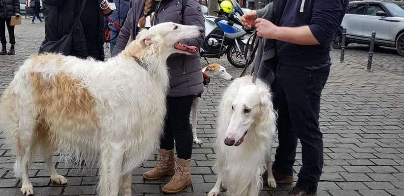 Windhunde - Treffen der besonderen Schönheiten
HERZLICH WILLKOMMEN-Beitrag-Bild