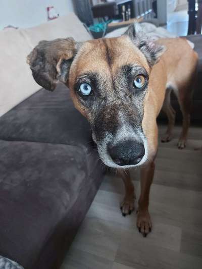 Podencomischling oder Podenco-Beitrag-Bild