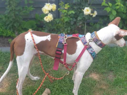 Selbstgemachte Artikel für Hunde-Beitrag-Bild