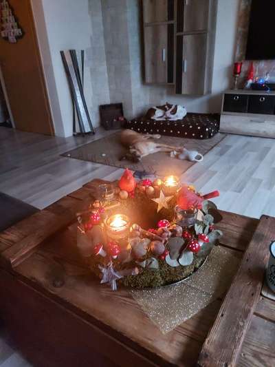 Windhunde - Treffen der besonderen Schönheiten
HERZLICH WILLKOMMEN-Beitrag-Bild