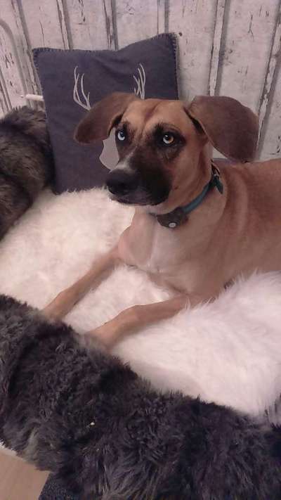 Windhunde - Treffen der besonderen Schönheiten
HERZLICH WILLKOMMEN-Beitrag-Bild