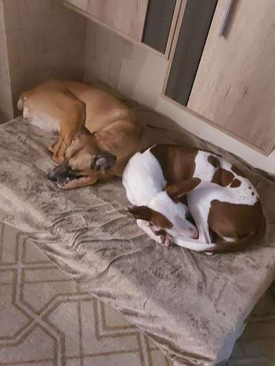 Windhunde - Treffen der besonderen Schönheiten
HERZLICH WILLKOMMEN-Beitrag-Bild