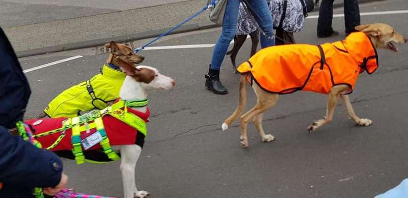 Windhunde - Treffen der besonderen Schönheiten
HERZLICH WILLKOMMEN-Beitrag-Bild
