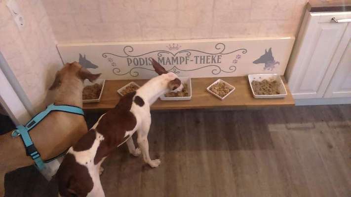 Windhunde - Treffen der besonderen Schönheiten
HERZLICH WILLKOMMEN-Beitrag-Bild